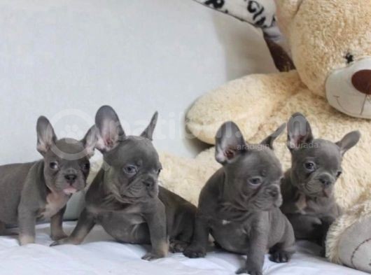 Blue Fransız Bulldog Yavrularımız görsel