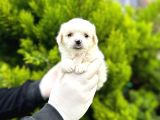 Maltipoo Bebekler 