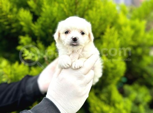 Maltipoo Bebekler  görsel