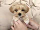 Maltipoo yavrularımız