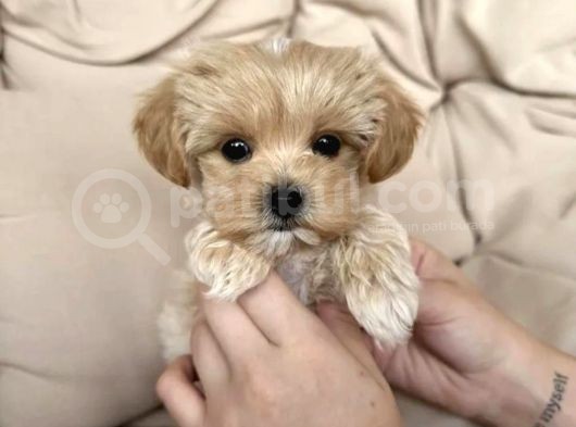 Maltipoo Yavrularımız
