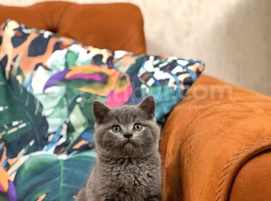 Safkan Oyuncu Bri̇ti̇sh Shorthai̇r Yavrular görsel