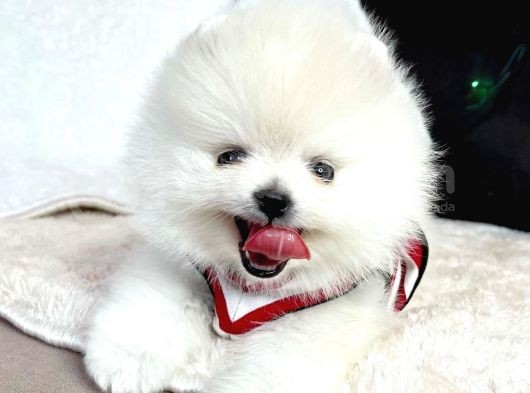 Pomeranian Boo Ayi Surat Yavrularimiz görsel