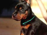 Doberman Yavrularımız