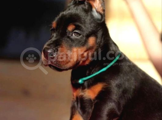 Doberman Yavrularımız görsel
