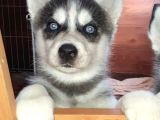 Husky yavrularımız