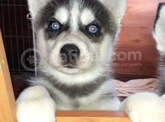 Husky Yavrularımız