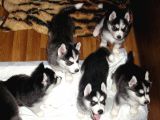 Husky Yavrularımız