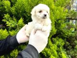  Maltipoo Bebekler 