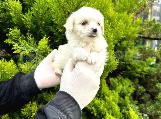 Maltipoo Bebekler 