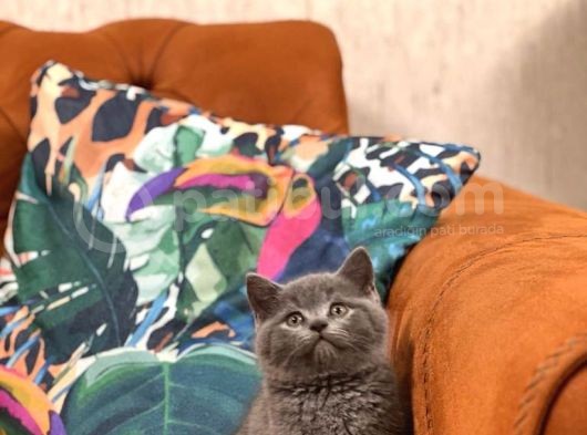 Safkan Oyuncu Bri̇ti̇sh Shorthai̇r Yavrular görsel