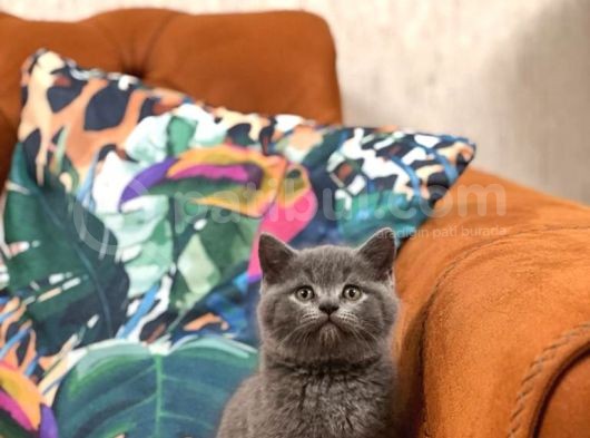 Safkan Oyuncu Bri̇ti̇sh Shorthai̇r Yavrular