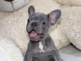 Blue fransız bulldog yavrularımız