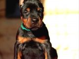 Doberman yavrularımız