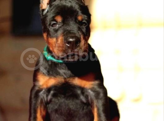 Doberman Yavrularımız