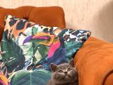 Safkan Oyuncu Bri̇ti̇sh Shorthai̇r Yavrular