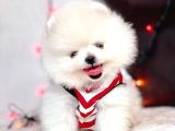 Pomeranian Boo Ayi Surat Yavrularimiz