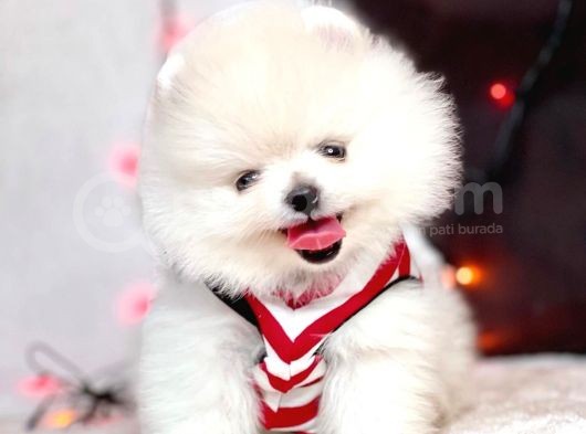 Pomeranian Boo Ayi Surat Yavrularimiz görsel