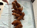 Irk Ve Sağlık Garantili Aşılı Pet Eğitimli Toy Poodle