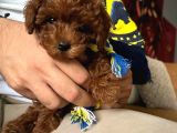 Orjinal Toy Poodle Miniklerim