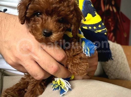 Orjinal Toy Poodle Miniklerim görsel