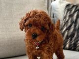Orjinal Toy Poodle Miniklerim