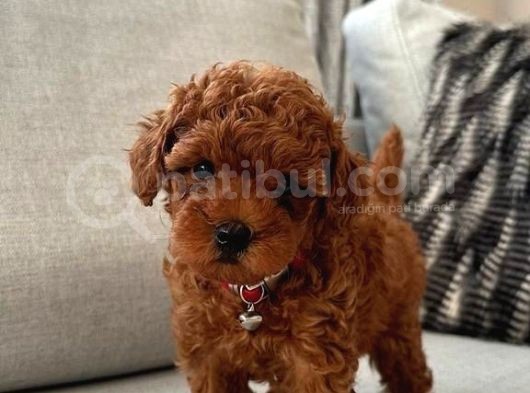 Orjinal Toy Poodle Miniklerim görsel