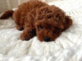 Orjinal Toy Poodle Miniklerim
