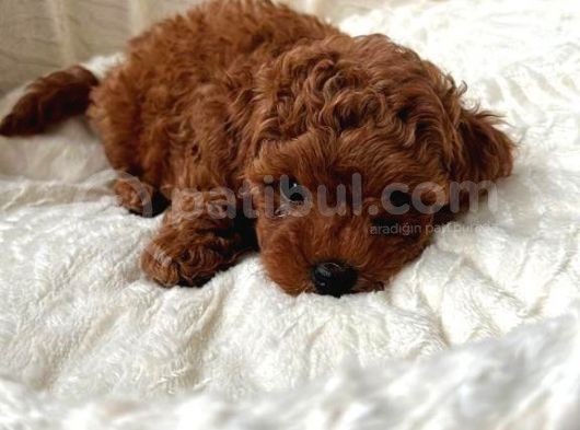 Orjinal Toy Poodle Miniklerim görsel