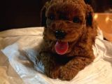 Orjinal toy poodle miniklerim