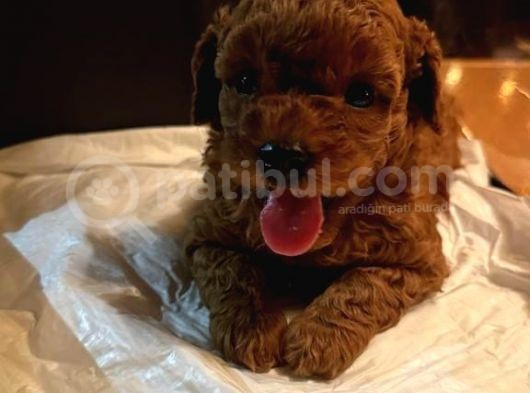 Orjinal Toy Poodle Miniklerim