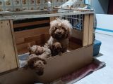 Anne Altından ev doğumlu aşılı poodle bebekler