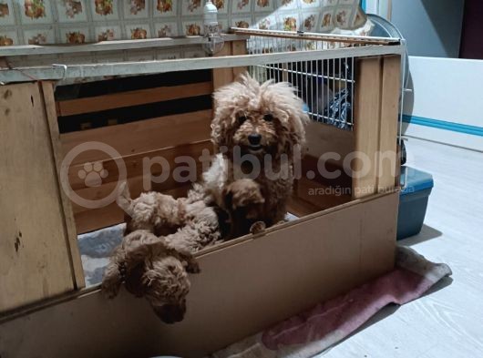 Anne Altından Ev Doğumlu Aşılı Poodle Bebekler