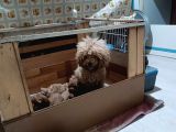 Anne Altından Ev Doğumlu Aşılı Poodle Bebekler
