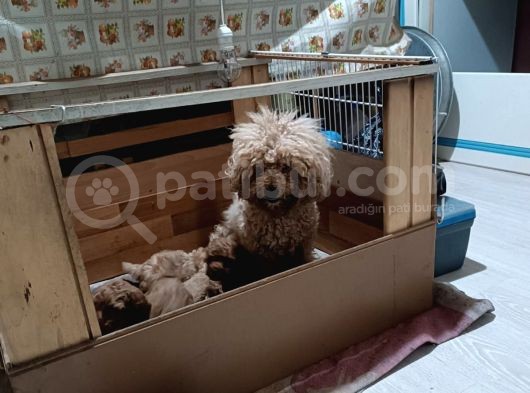 Anne Altından Ev Doğumlu Aşılı Poodle Bebekler görsel