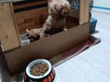 Anne Altından Ev Doğumlu Aşılı Poodle Bebekler