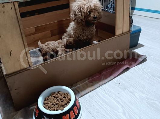 Anne Altından Ev Doğumlu Aşılı Poodle Bebekler görsel
