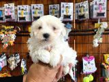Safkan Maltese Terrier Bebekler