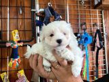 Safkan Maltese Terrier Bebekler