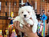 Safkan Maltese Terrier Bebekler