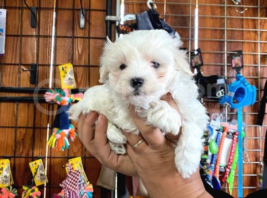 Safkan Maltese Terrier Bebekler görsel