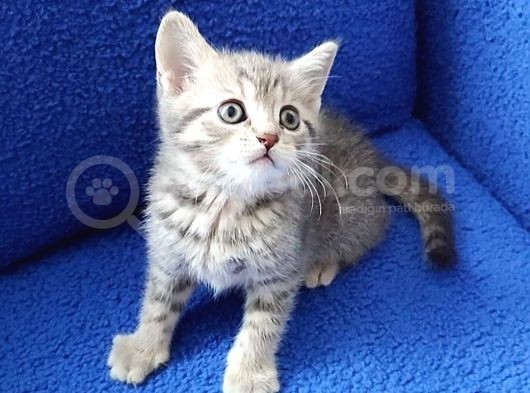Tesli̇me Hazir Mükemmel Bi̇r Mi̇nnak 