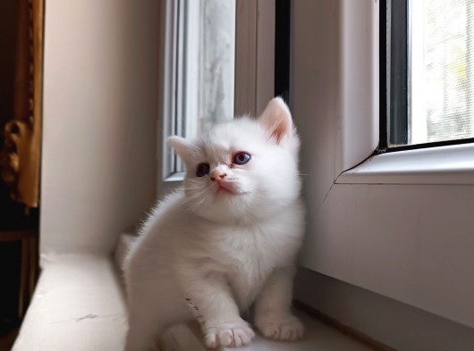 Bal Gi̇bi̇ Tatli Yavrular 3 görsel