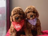 Toy Poodle Kore Kanı En Kucuk Boy Red Brown Yavrularimiz