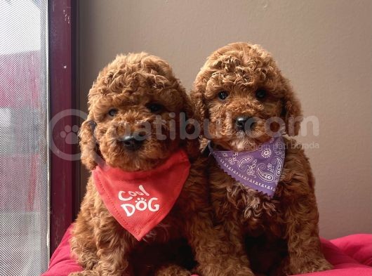 Toy Poodle Kore Kanı En Kucuk Boy Red Brown Yavrularimiz görsel