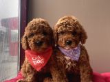 Toy Poodle Kore Kanı En Kucuk Boy Red Brown Yavrularimiz