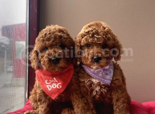 Toy Poodle Kore Kanı En Kucuk Boy Red Brown Yavrularimiz görsel