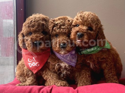 Toy Poodle Kore Kanı En Kucuk Boy Red Brown Yavrularimiz görsel