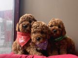 Toy Poodle Kore Kanı En Kucuk Boy Red Brown Yavrularimiz