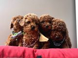Toy Poodle Kore Kanı en kucuk boy red brown yavrularimiz